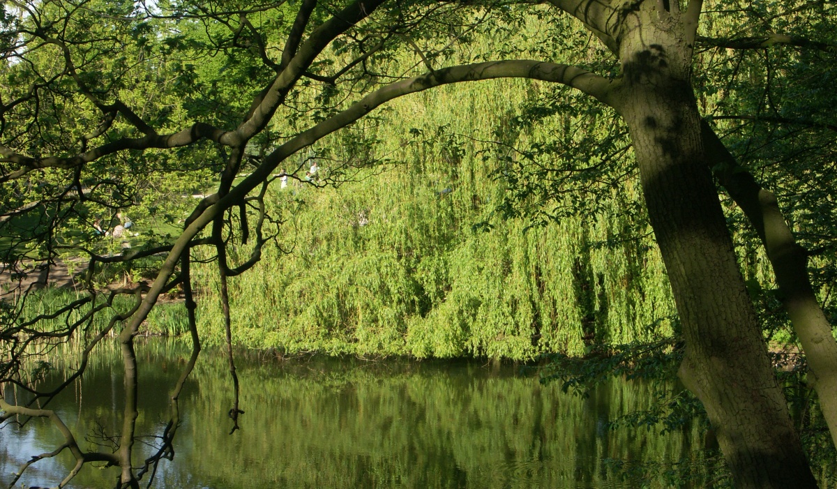 Trauerweide am See Trauerweide am See