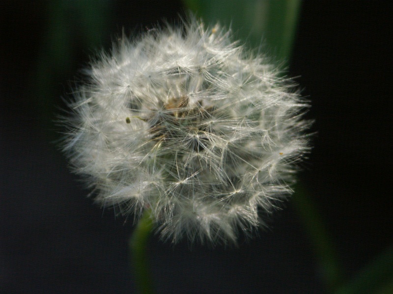 Pusteblume Pusteblume